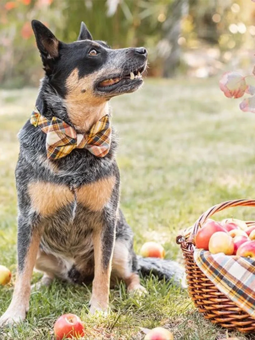 The Foggy Dog Cornucopia Flannel Fall Collar